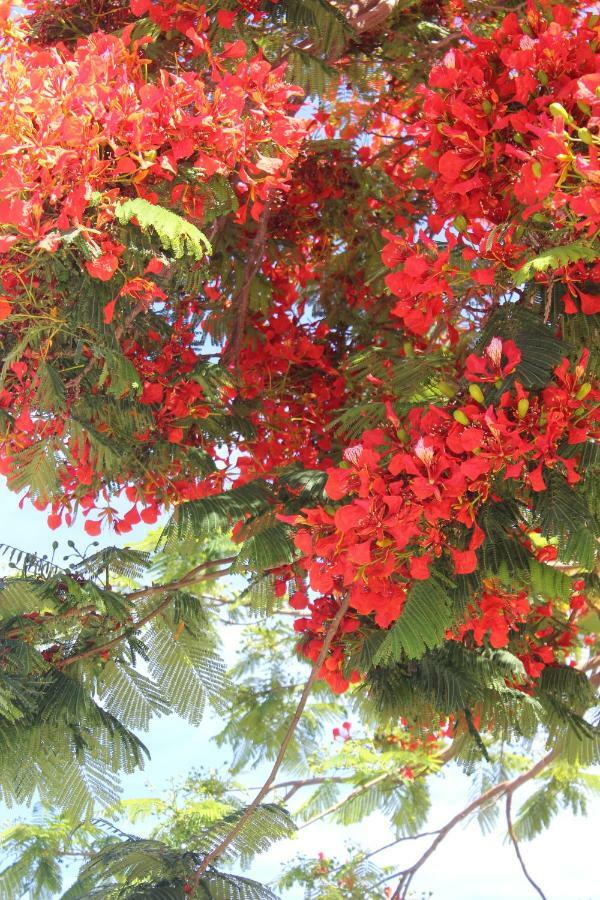 Jardines Canarios Los Cristianos  Kültér fotó